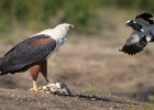 African Fish Eagle - Richard Hall (open) : African Fish Eagle, Birds, Chobe
